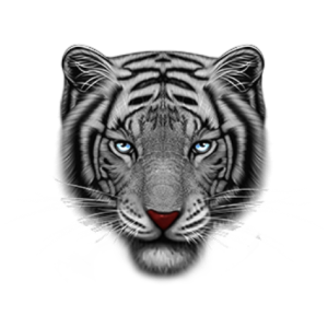 Black and white tiger