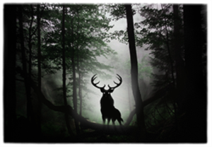 Forest elk